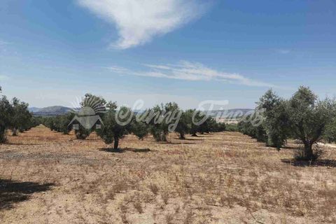 Helårsgrund i Biar, Alicante, Biar - € 27.500 | Ref: SF0511 - foto 11